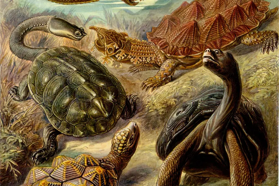 Rêver de tortue