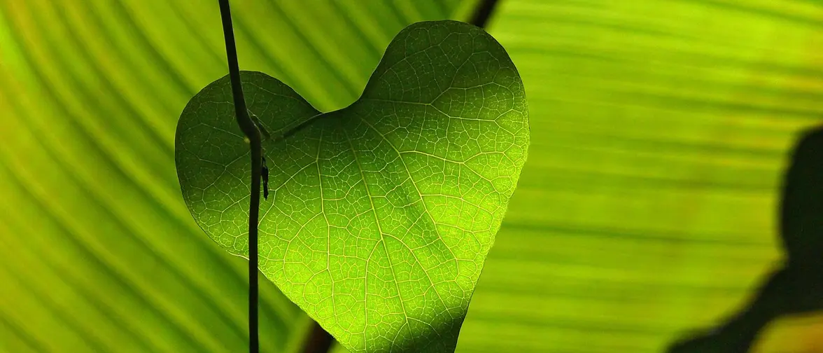 Teinte verte douce évoquant le chakra du cœur