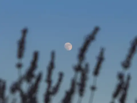 Jeunes pousses au jardin sous la lumière lunaire
