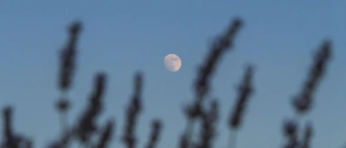 Jeunes pousses au jardin sous la lumière lunaire