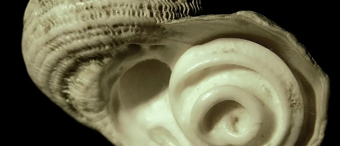Un oeil de sainte Lucie, opercule de coquillage en spirale
